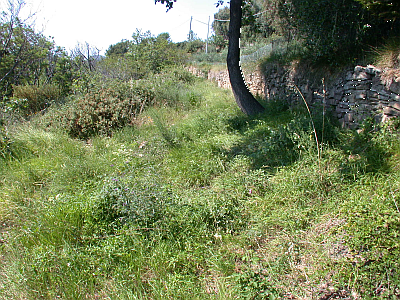 Tramontina 1