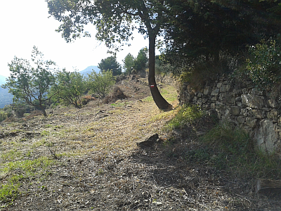 Tramontina 1